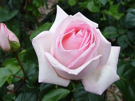 hybrid tea rose sale|hybrid tea roses for sale near me.